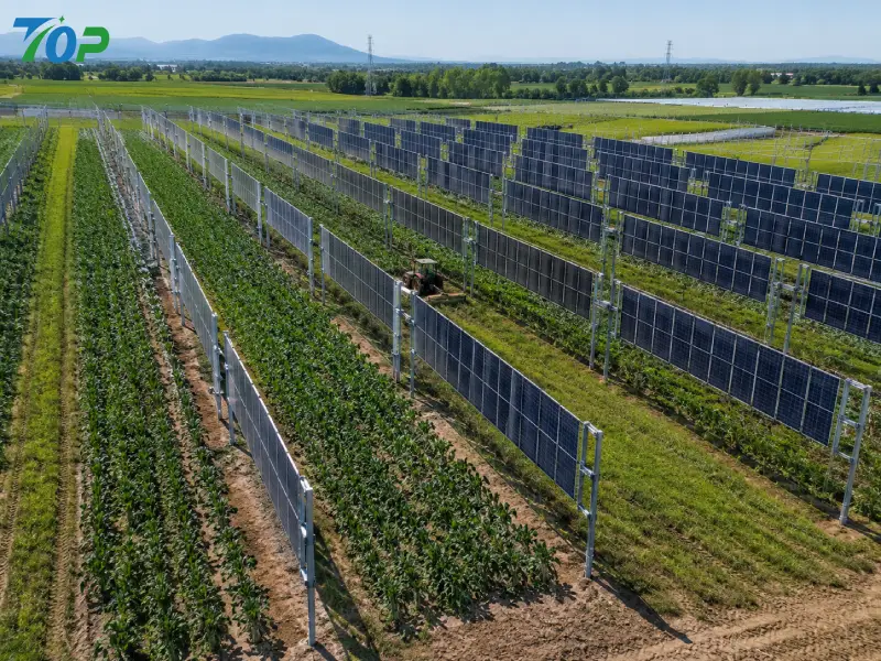 East-west bifacial vertical photovoltaic layout integrated into an agrivoltaic farming project.